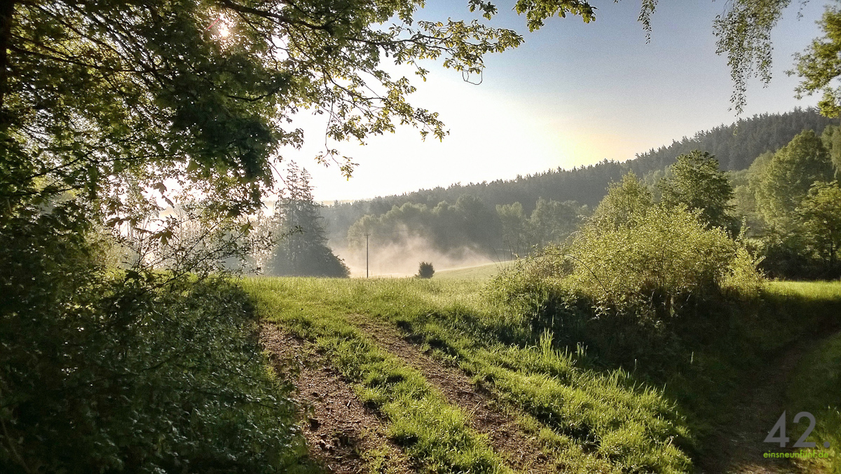 Sonne, Nebel, Wald, Wiese, Culmberg, Sophienberg